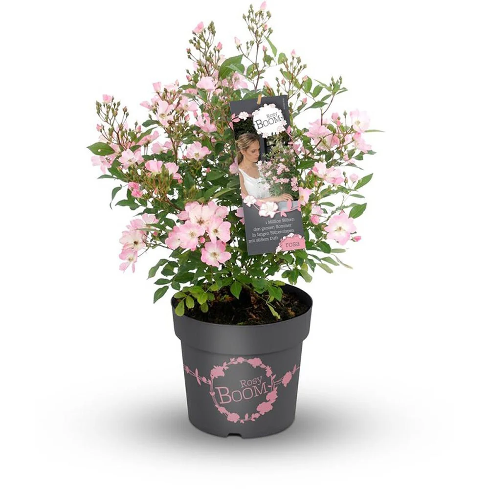 Trandafir Tufa roz-pal Rosy Boom, cu inflorire repetata