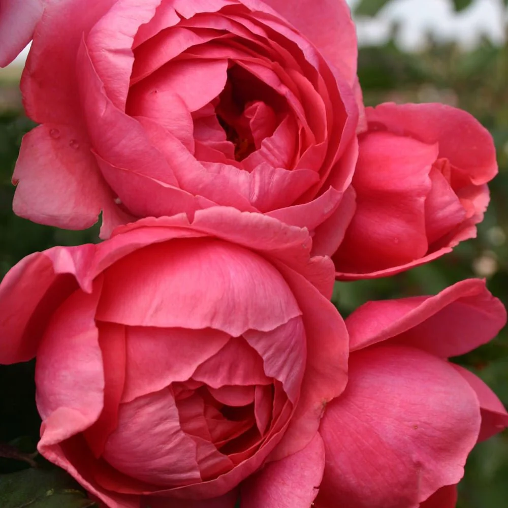 Trandafir Tufa roz-rosiatic Gartenprinzessin Marie-Jose, parfum intens