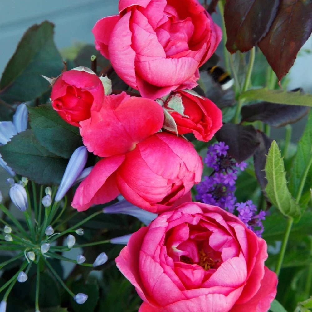Trandafir Tufa roz-rosiatic Gartenprinzessin Marie-Jose, parfum intens