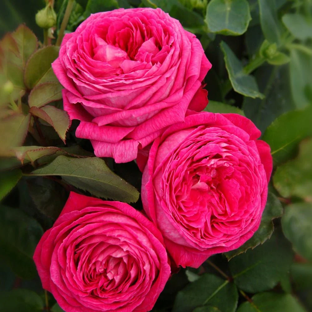 Trandafir Tufa roz-violet Freifrau Caroline, parfum intens