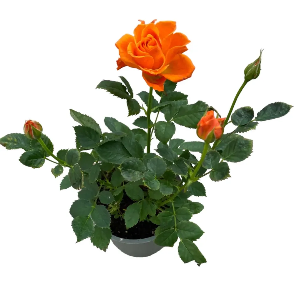 Trandafiri pitici portocalii de gradina - Rosa 'Lotz Salmon' (3 plante/ghiveci)