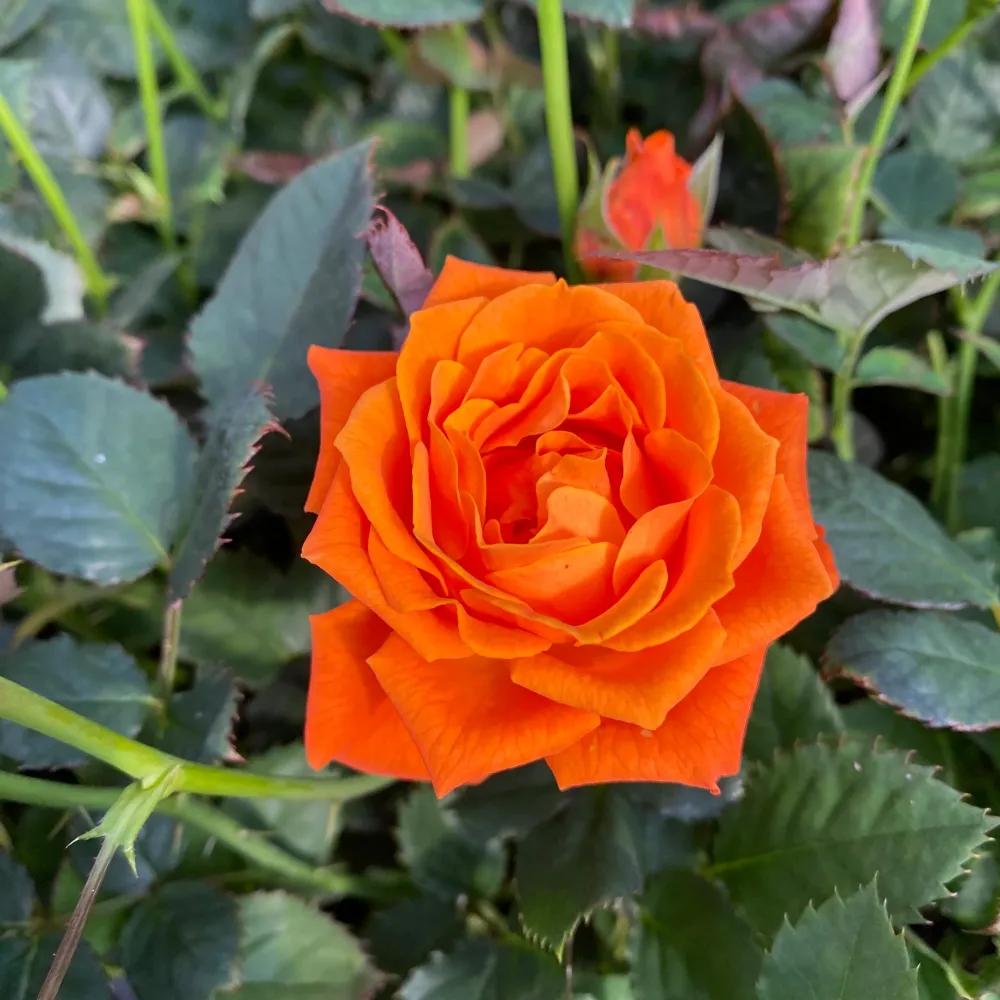 Trandafiri pitici portocalii de gradina - Rosa 'Lotz Salmon' (3 plante/ghiveci)