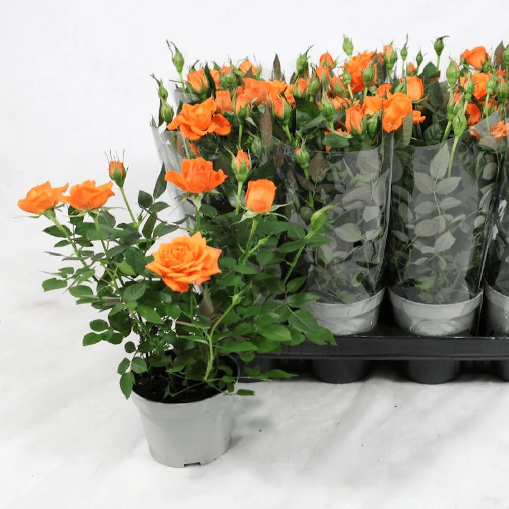 Trandafiri pitici portocalii de gradina - Rosa 'Lotz Salmon' (3 plante/ghiveci)