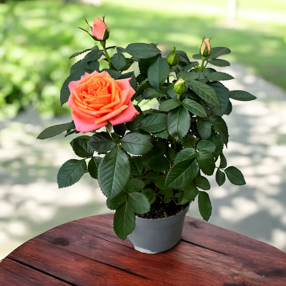 Trandafiri pitici Rosa ‘Bengali’ (Kordana Grande) - flori mari nuante calde de portocaliu si roz