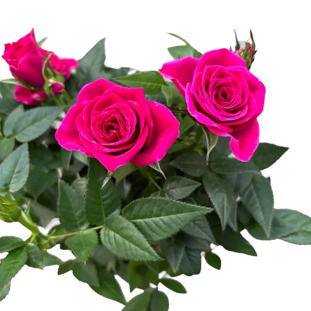 Trandafiri pitici Rosa Deep Pink - flori parfumate (3 plante/ghiveci)