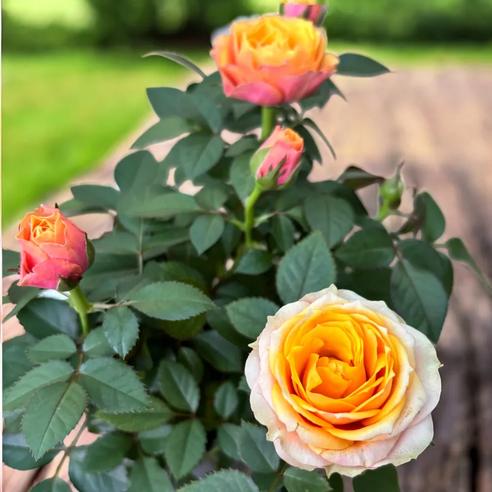 Trandafiri pitici Rosa ‘Firebird’ (Kordana Grande) - flori mari si parfumate