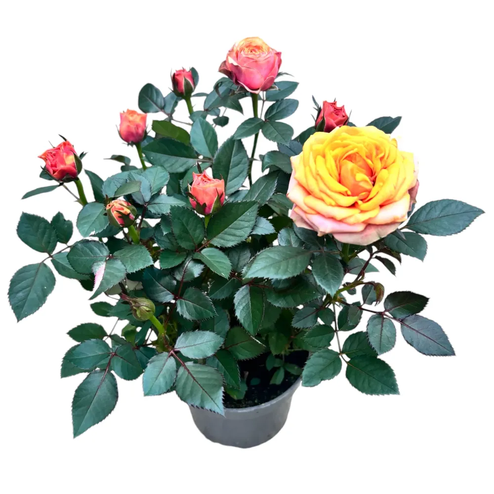 Trandafiri pitici Rosa ‘Firebird’ (Kordana Grande) - flori mari si parfumate