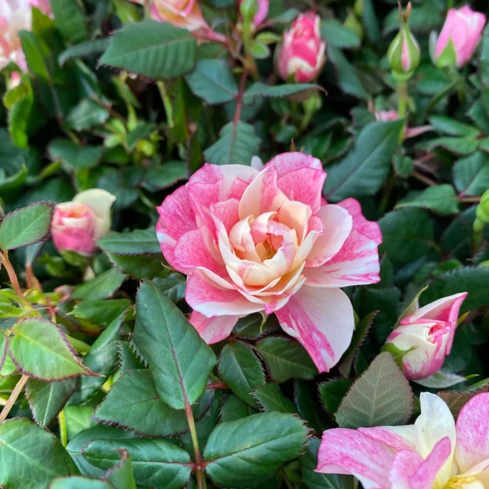 Trandafiri pitici Rosa Piia™ Parade - parfumati (2-3 plante/ghiveci)