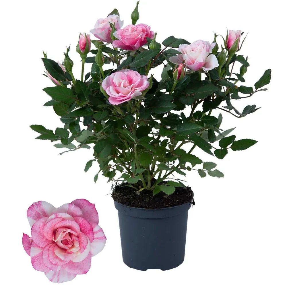 Trandafiri pitici Rosa Piia™ Parade - parfumati (2-3 plante/ghiveci)