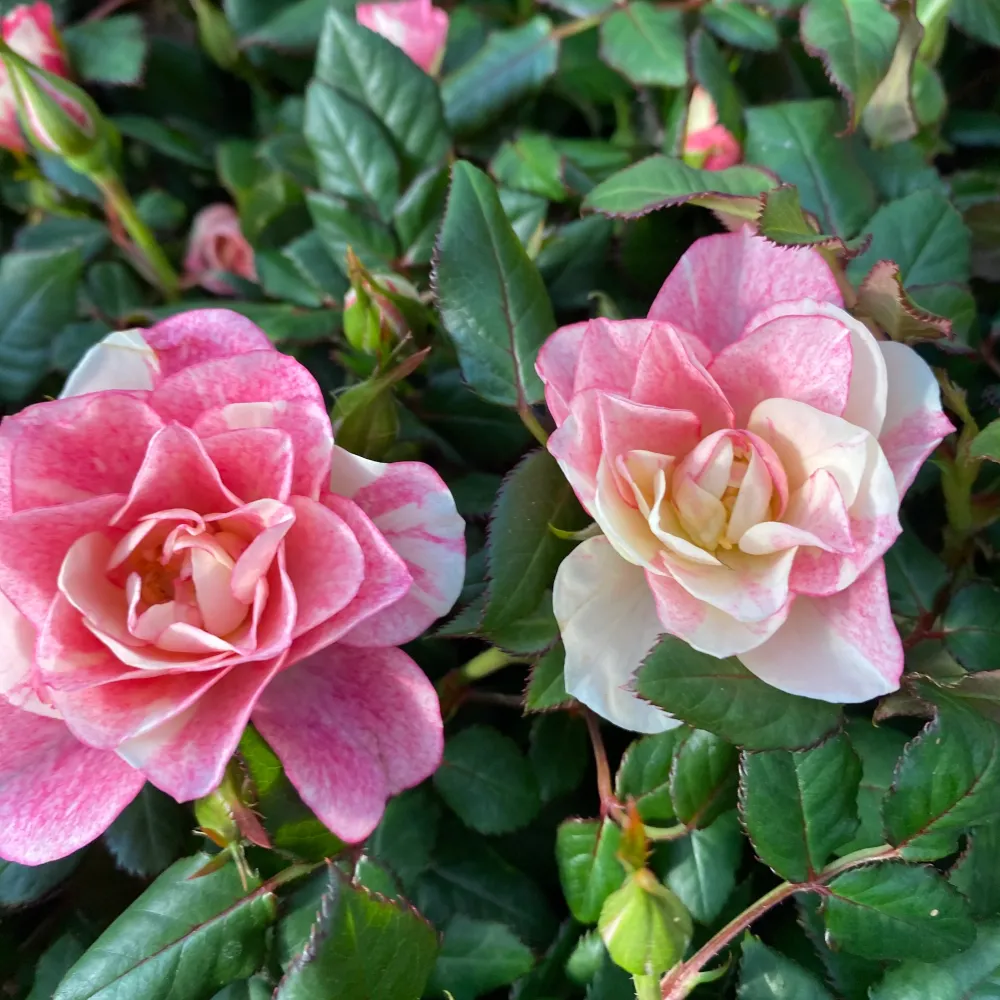 Trandafiri pitici Rosa Piia™ Parade - parfumati (2-3 plante/ghiveci)