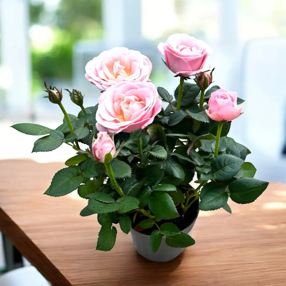 Trandafiri pitici ‘Rosa Princess Infinity’ (3 plante/ghiveci) - flori parfumate