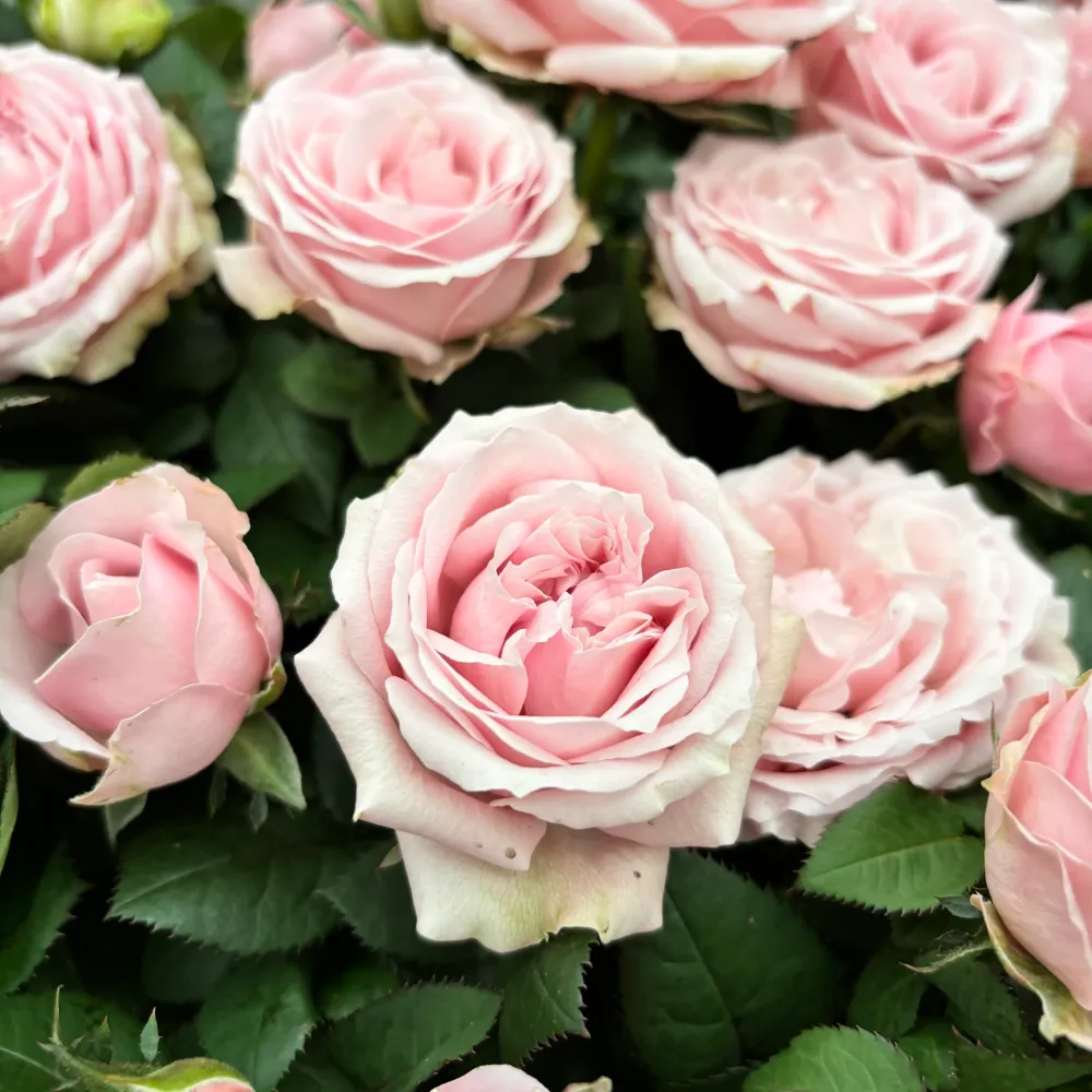Trandafiri pitici ‘Rosa Princess Infinity’ (3 plante/ghiveci) - flori parfumate