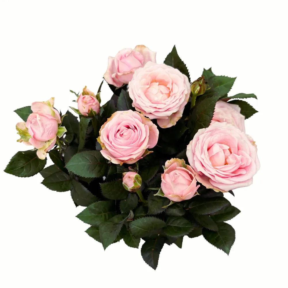 Trandafiri pitici ‘Rosa Princess Infinity’ (3 plante/ghiveci) - flori parfumate