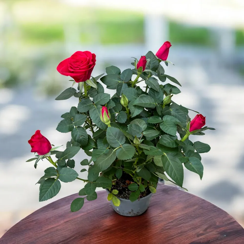 Trandafiri pitici Rosa ‘Red Mercedes’ (Kordana Grande) - flori mari rosii
