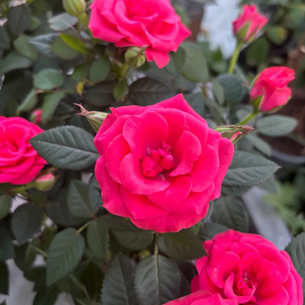 Trandafiri pitici roz de gradina - Rosa 'Favourite Dark Pink’ - flori mari parfumate 3pp