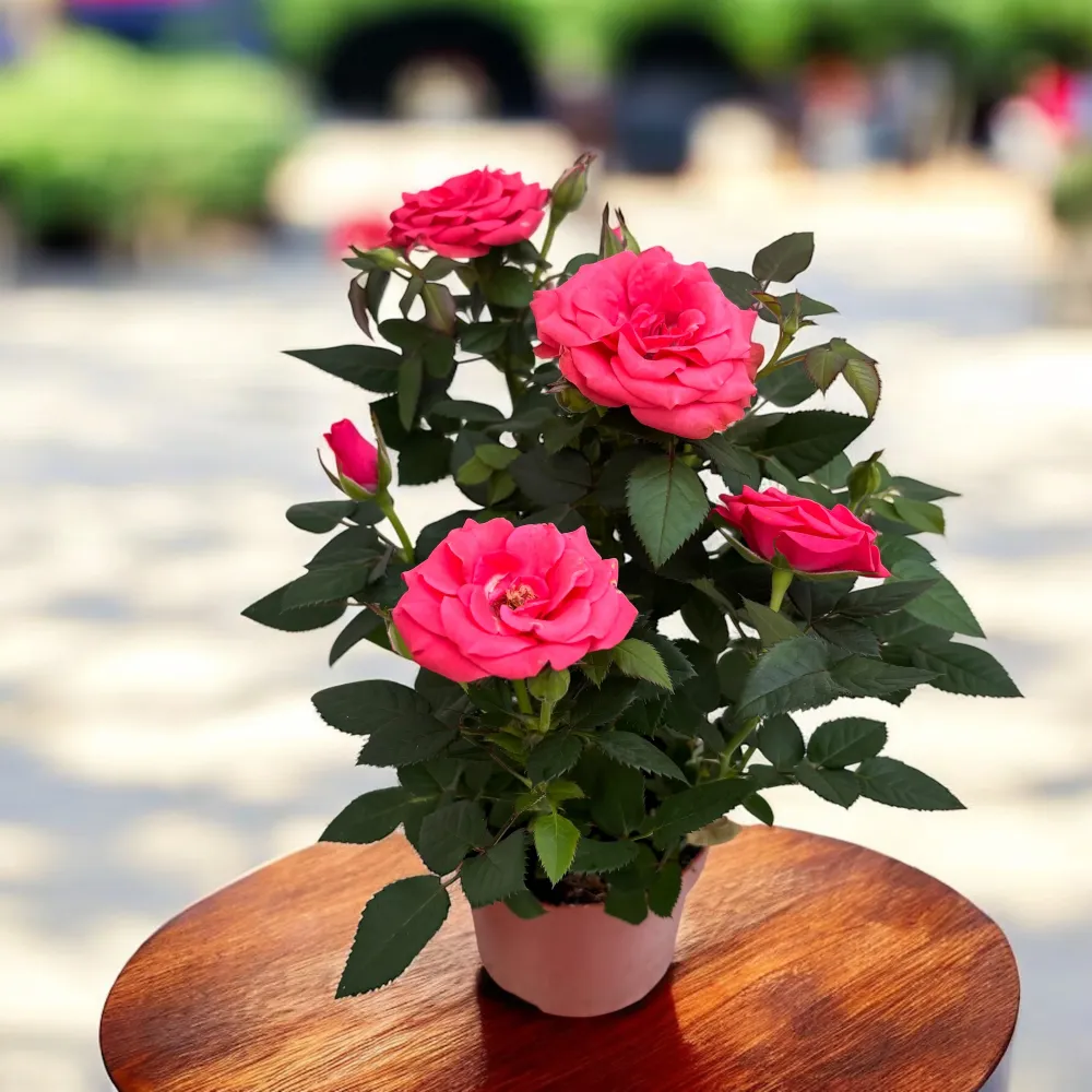 Trandafiri pitici roz de gradina - Rosa 'Favourite Dark Pink’ - flori mari parfumate 3pp