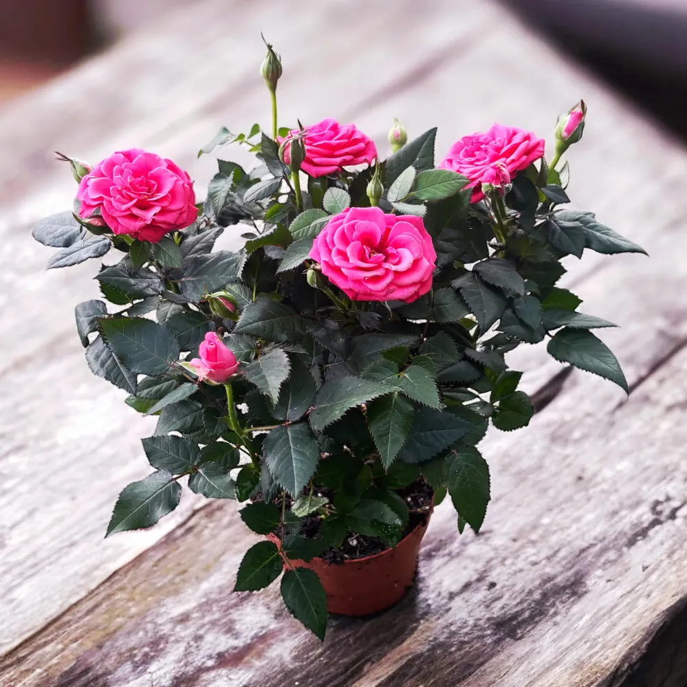 Trandafiri pitici roz de gradina - Rosa 'Favourite Dark Pink’ - flori mari parfumate 3pp