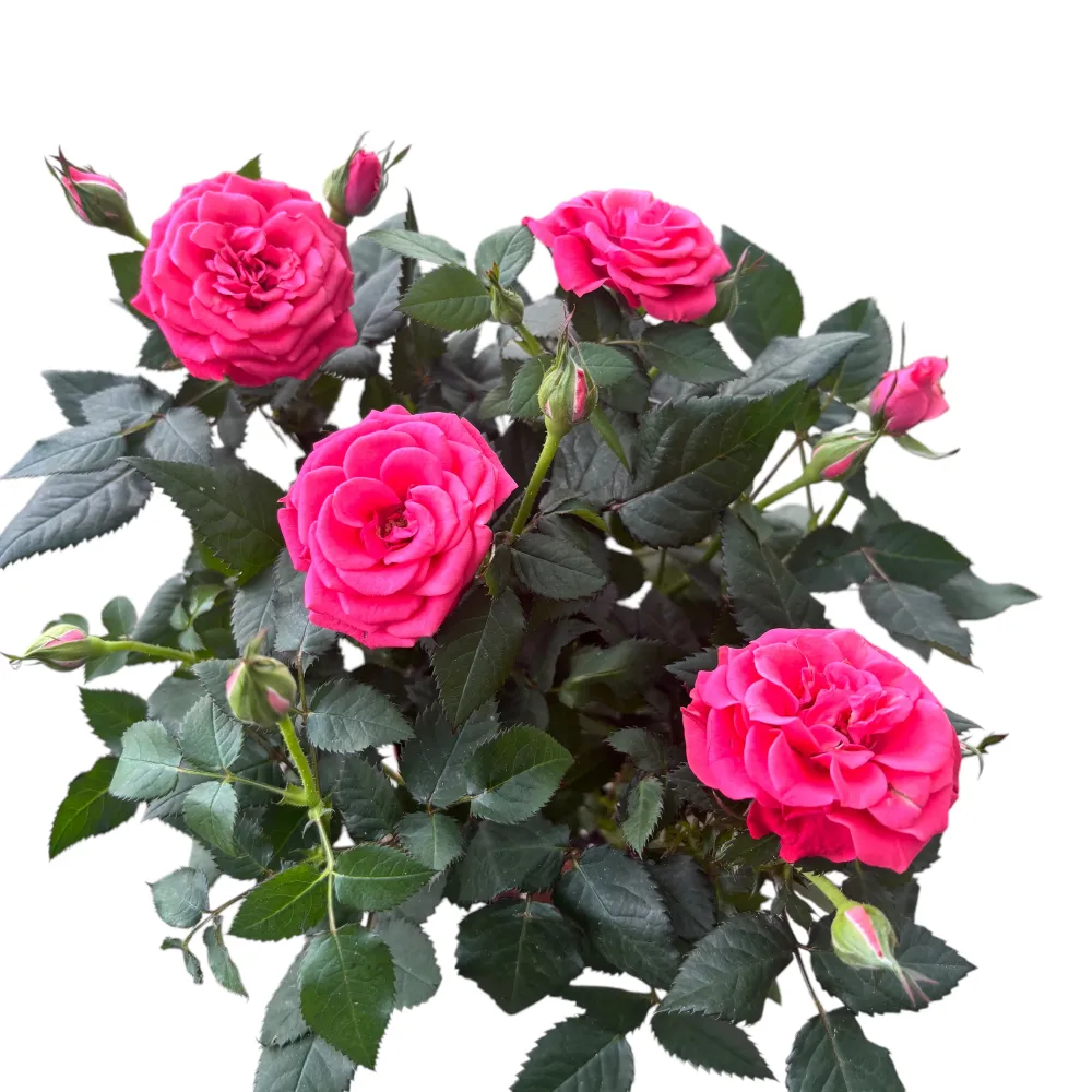 Trandafiri pitici roz de gradina - Rosa 'Favourite Dark Pink’ - flori mari parfumate 3pp