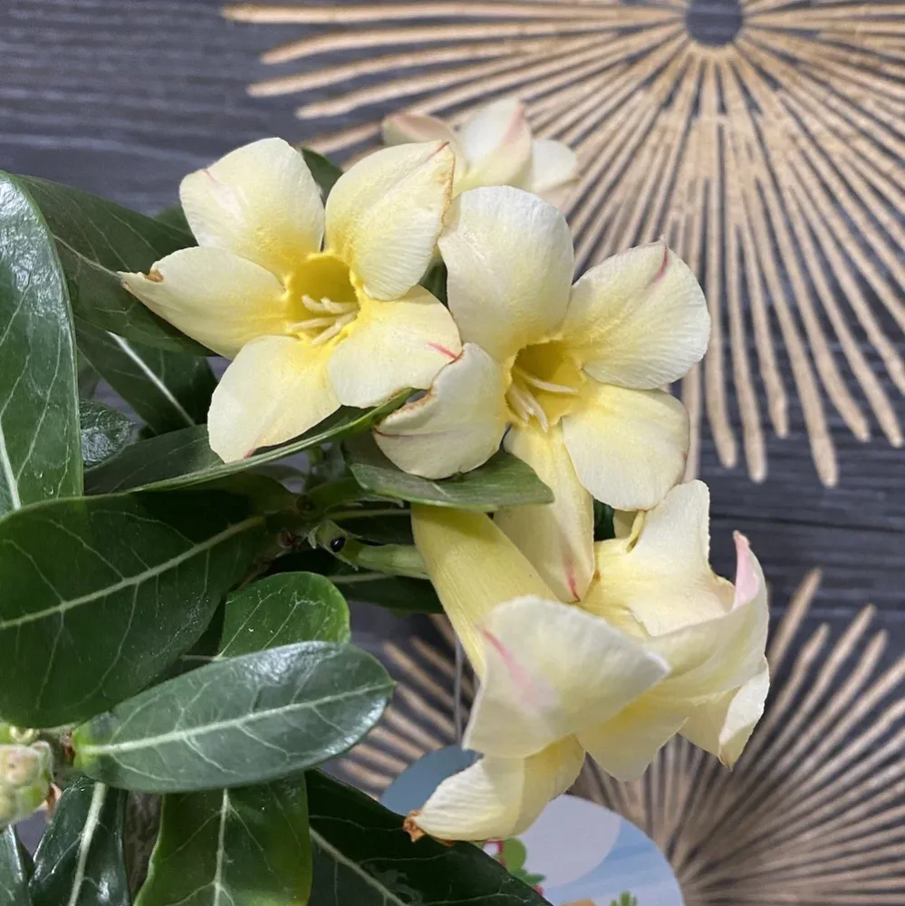 Trandafirul desertului galben - Adenium