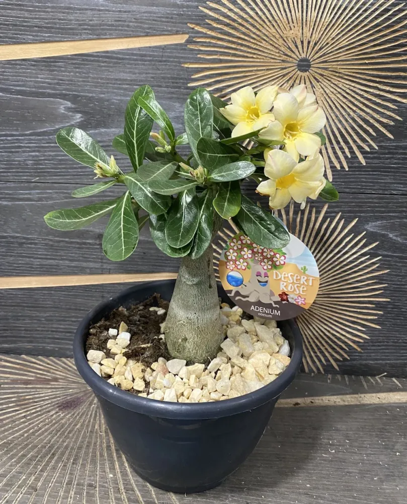Trandafirul desertului galben - Adenium