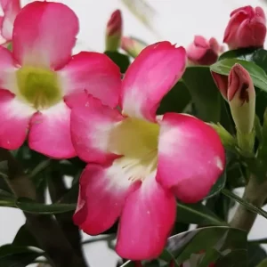 Trandafirul desertului roz - Adenium Obesum Eva