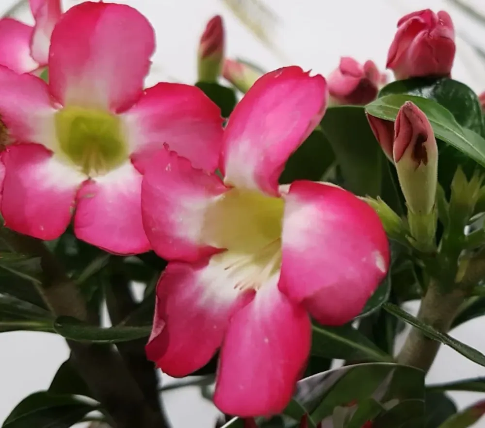 Trandafirul desertului roz - Adenium Obesum Eva