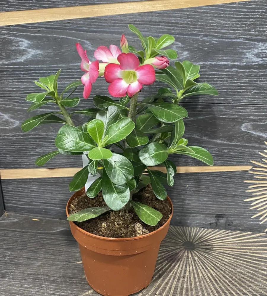 Trandafirul desertului roz - Adenium Obesum Eva