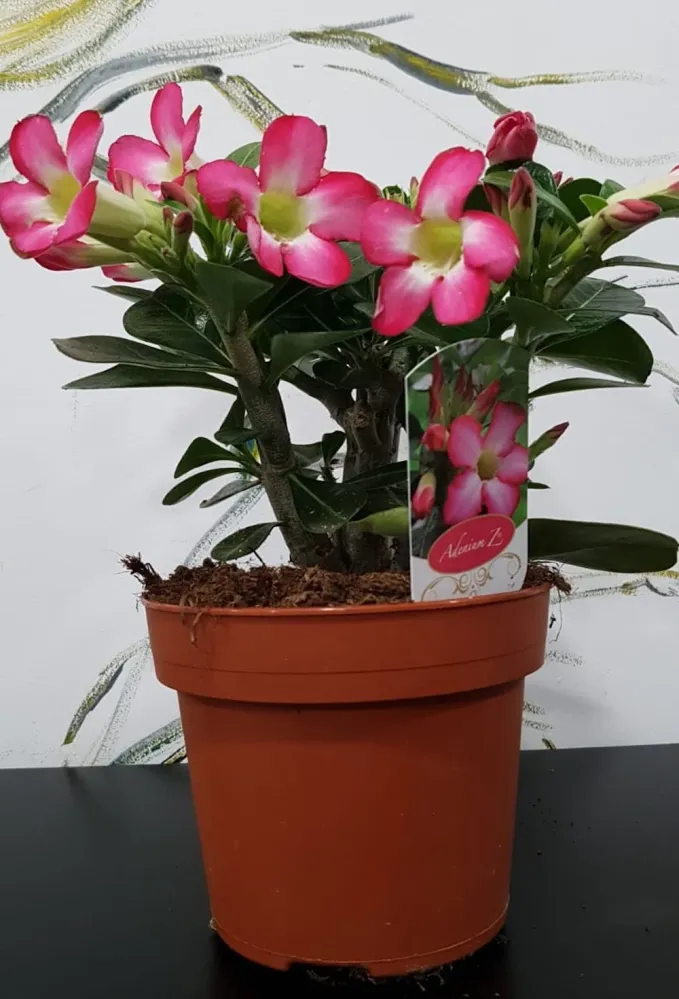 Trandafirul desertului roz - Adenium Obesum Eva