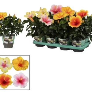 Trandafirul japonez - Hibiscus rosa-sinensis Tutti Frutti mix