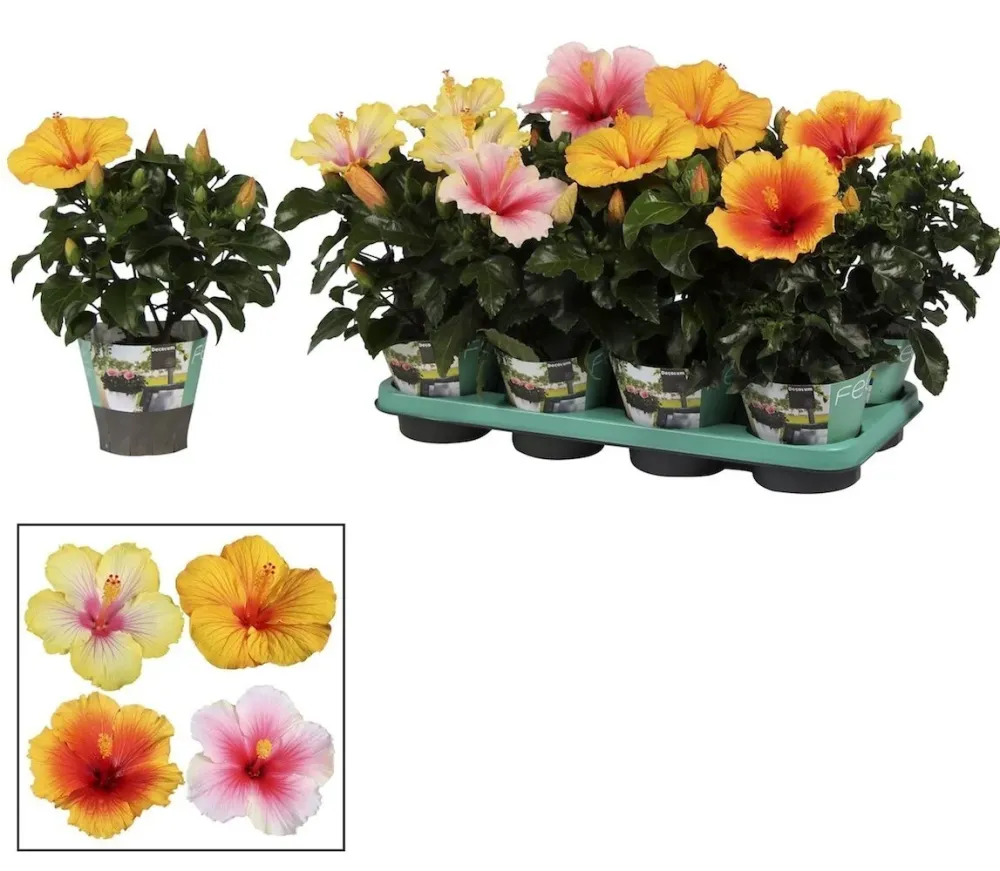 Trandafirul japonez - Hibiscus rosa-sinensis Tutti Frutti mix