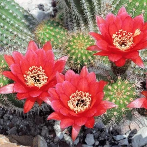 Trichocereus huascha