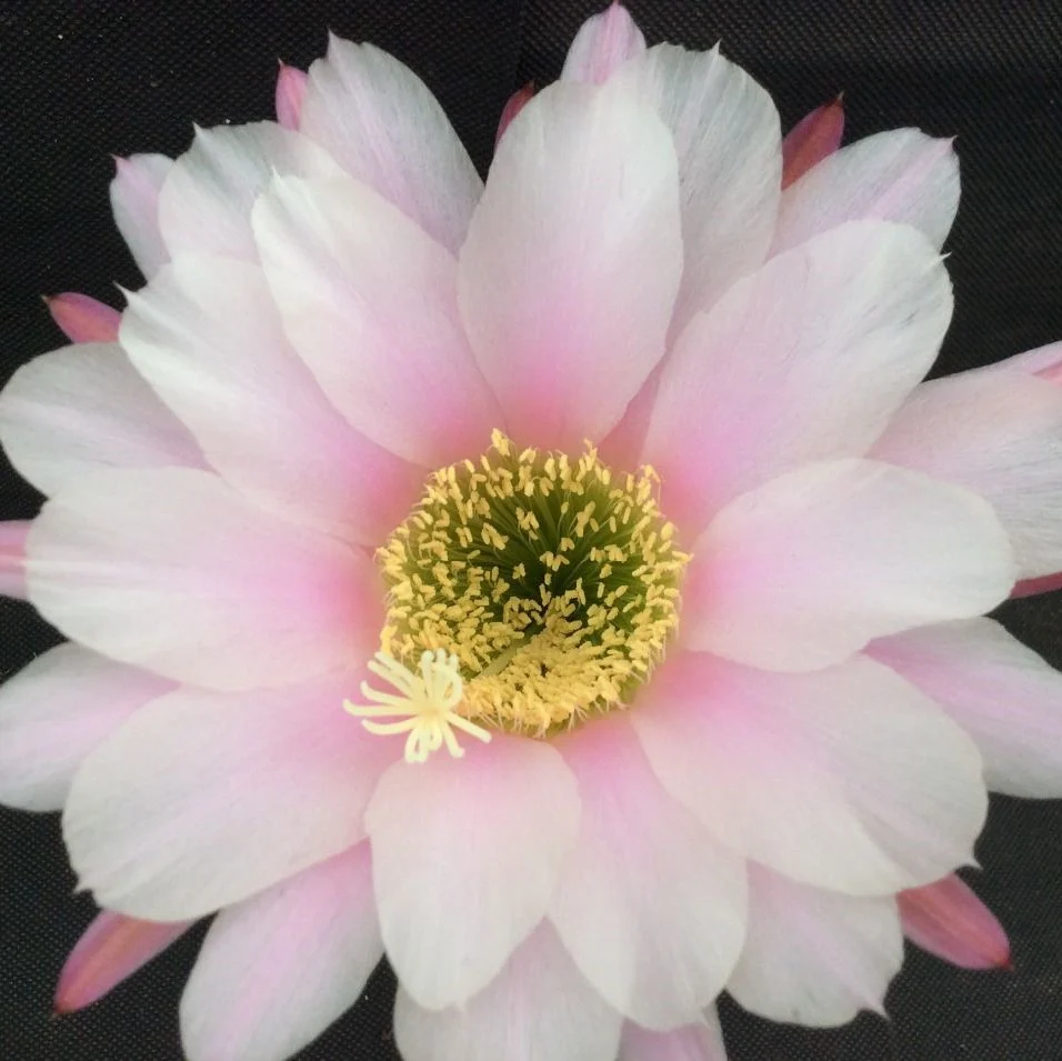 Trichocereus ‘Multiproliferum’ - cactus cu flori mari parfumate