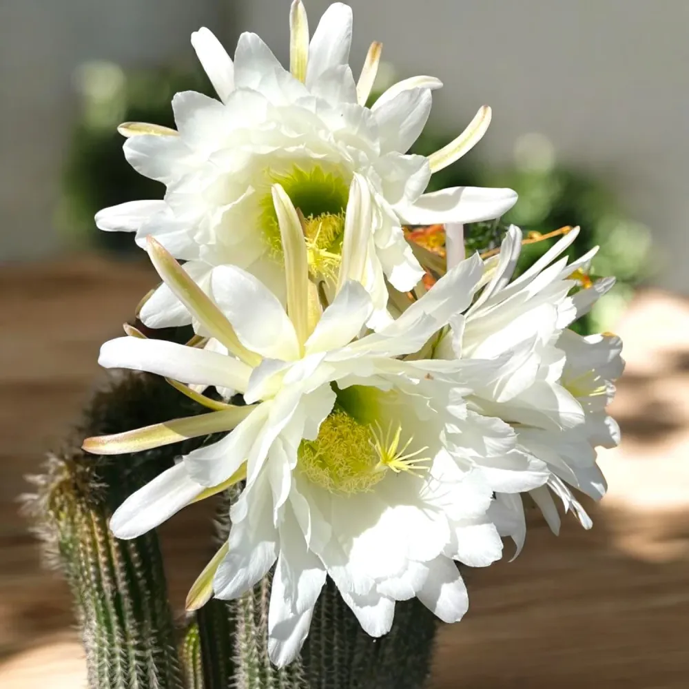 Trichocereus spachianus