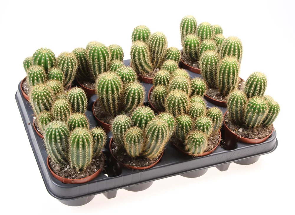 Trichocereus spachianus