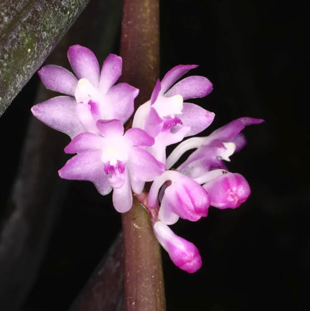 Trichoglottis latisepala * parfumata