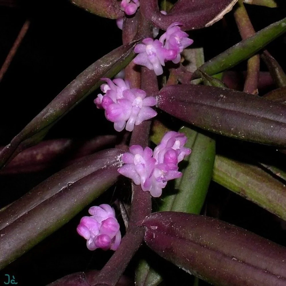 Trichoglottis latisepala * parfumata