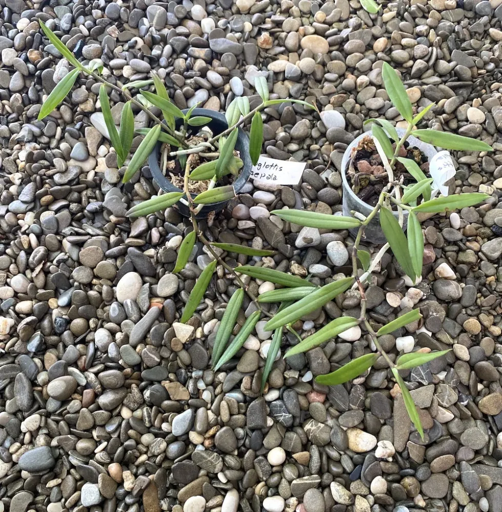 Trichoglottis latisepala * parfumata