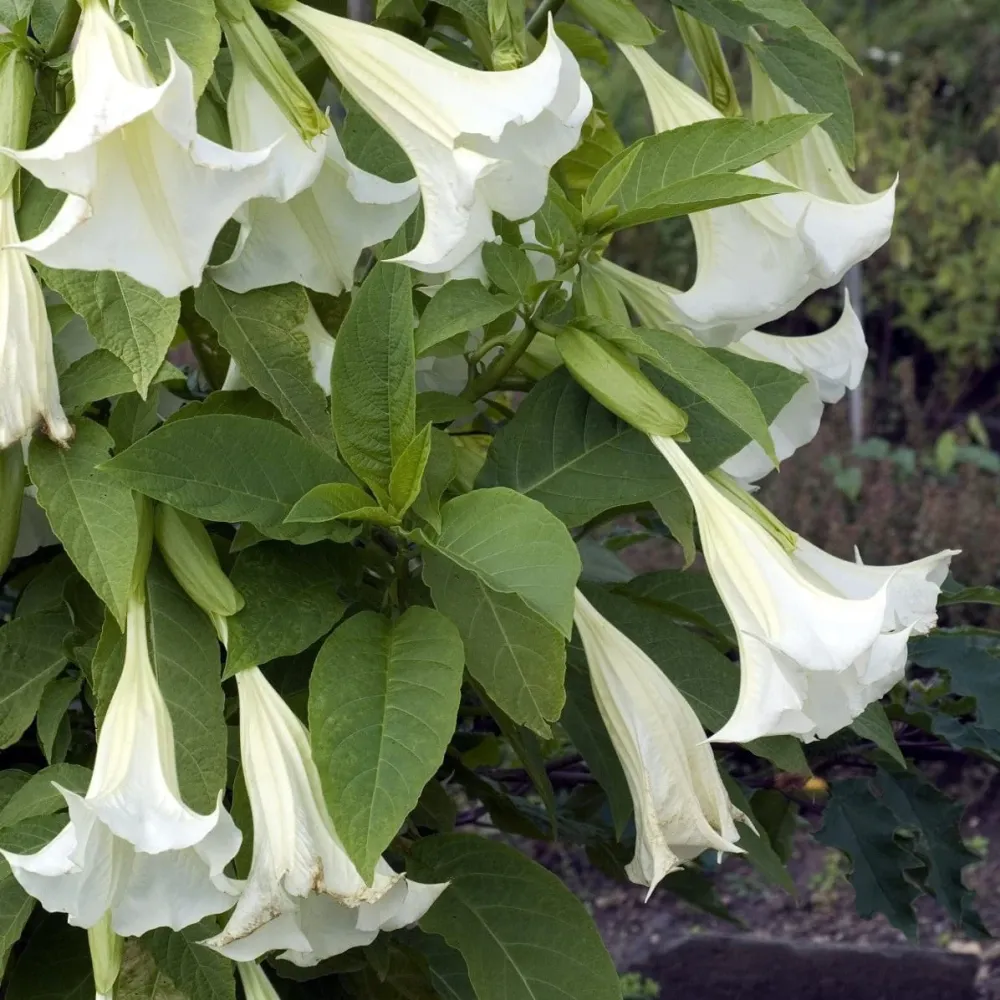 Trompeta ingerilor alba - Brugmansia arborea * flori parfumate