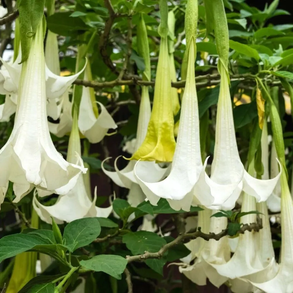 Trompeta ingerilor alba - Brugmansia arborea * flori parfumate
