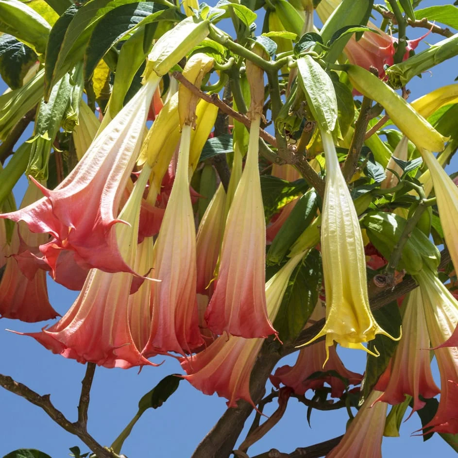 Trompeta ingerilor roz - Brugmansia suaveolens * flori parfumate