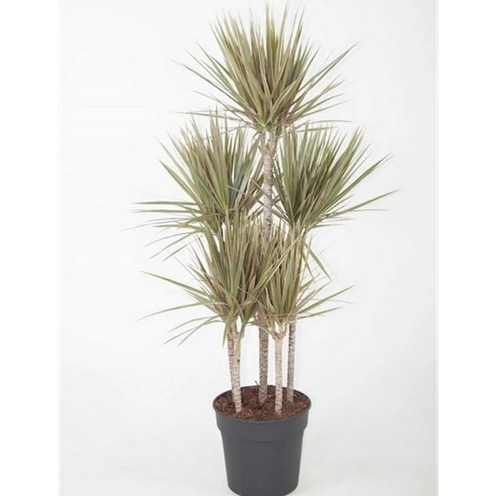 Trunchiul Fericirii (Dracena) Bicolor - 100 cm