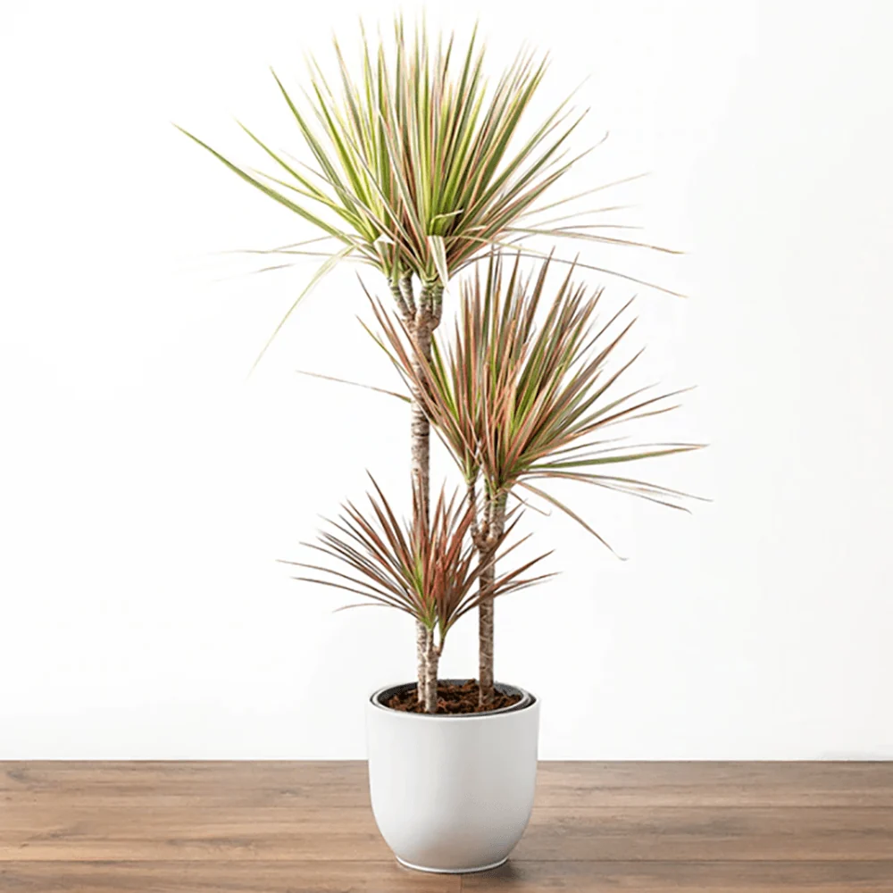 Trunchiul Fericirii (Dracena) Bicolor - 100 cm