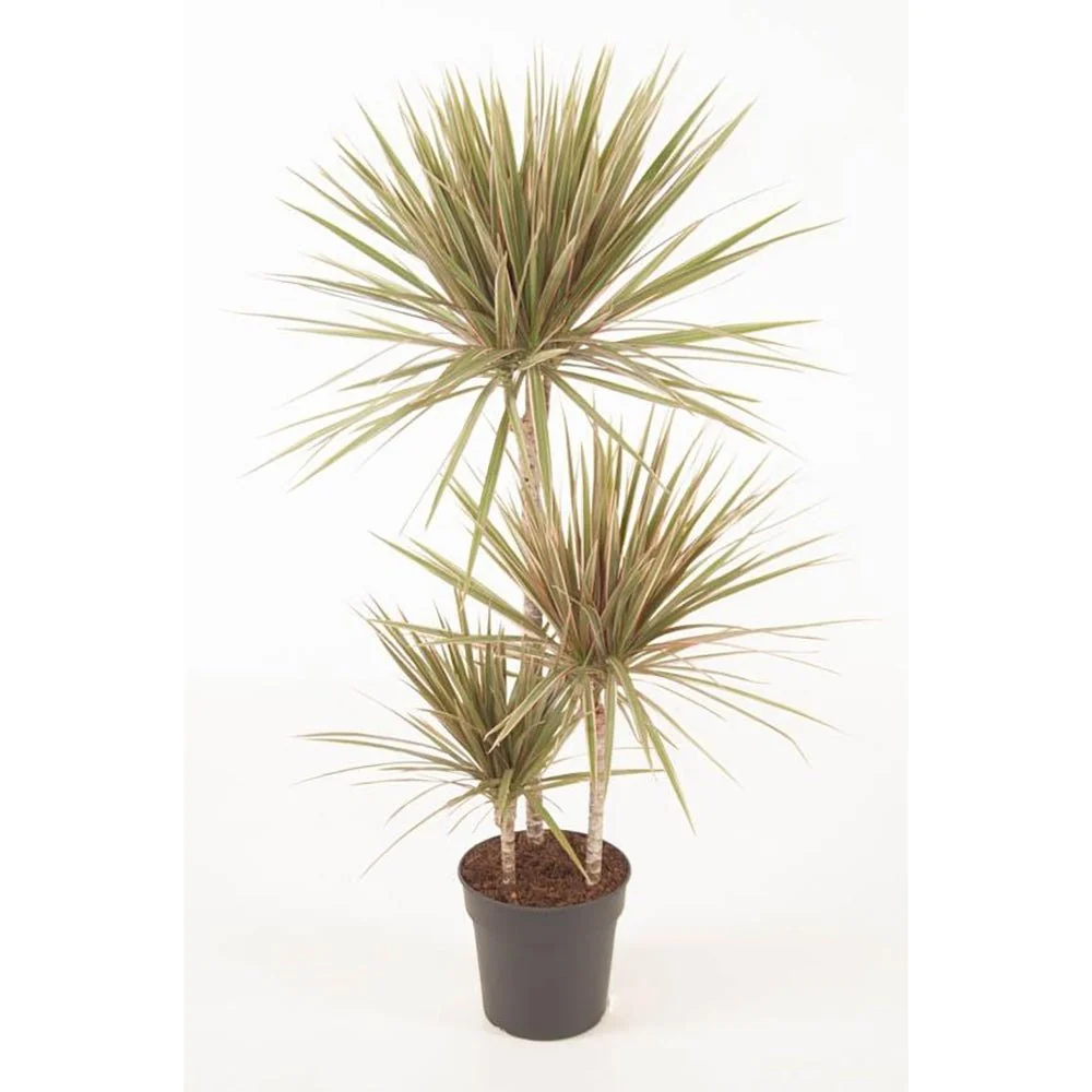 Trunchiul Fericirii (Dracena) Bicolor, 120 cm cu 3 tulpini, planta de interior cu frunze verzi si margini rosii