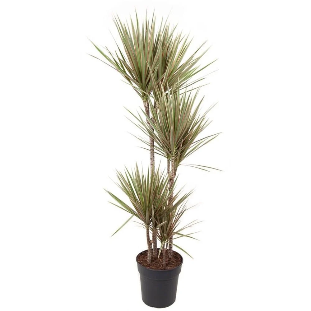 Trunchiul Fericirii (Dracena) Bicolor - 135-140 cm