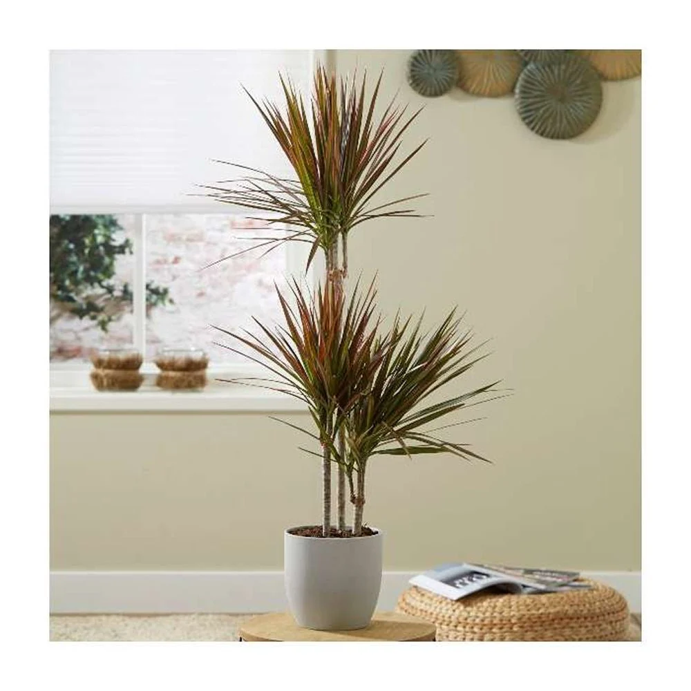 Trunchiul Fericirii (Dracena) Bicolor - 135-140 cm