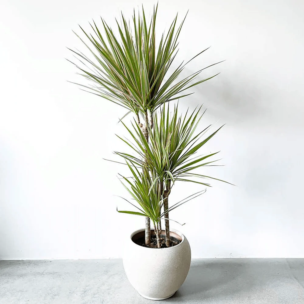 Trunchiul Fericirii (Dracena) Bicolor - 135-140 cm