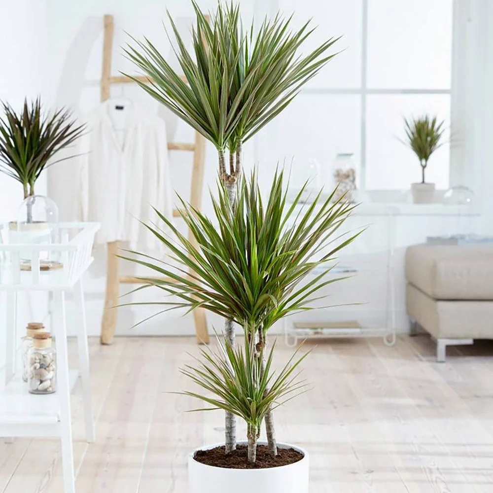 Trunchiul Fericirii (Dracena) Bicolor - 135-140 cm