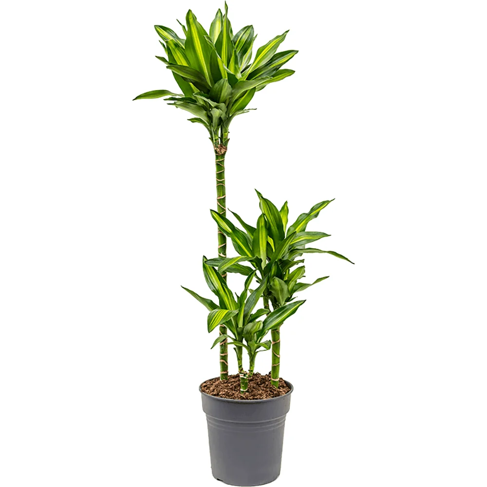 Trunchiul Fericirii (Dracena) Cintho, 110-120 cm, 3 Tulpini