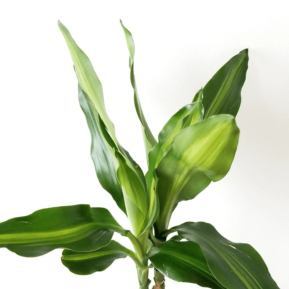 Trunchiul Fericirii (Dracena) Cintho, 110-120 cm, 3 Tulpini