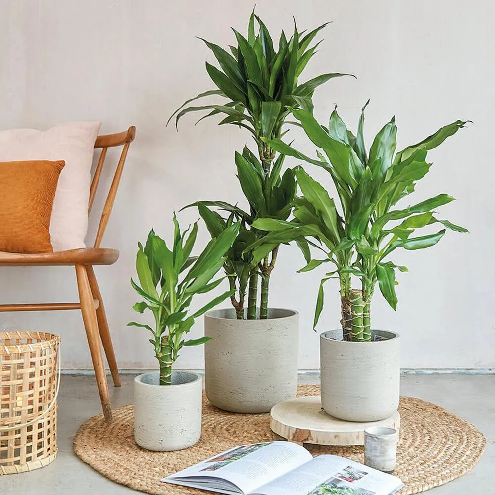 Trunchiul Fericirii (Dracena) Cintho, 110-120 cm, 3 Tulpini